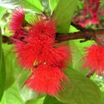 Syzygium-Malaccense