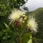 Syzygium_jambos