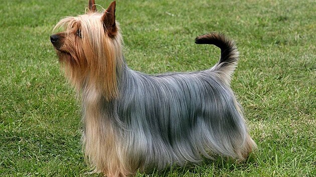 Australský silky teriér