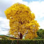 Tabebuia-chrysantha3
