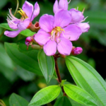The-sendudok-Melastoma-malabathricum-is-a-species-known-to-hyperaccumulate-aluminium