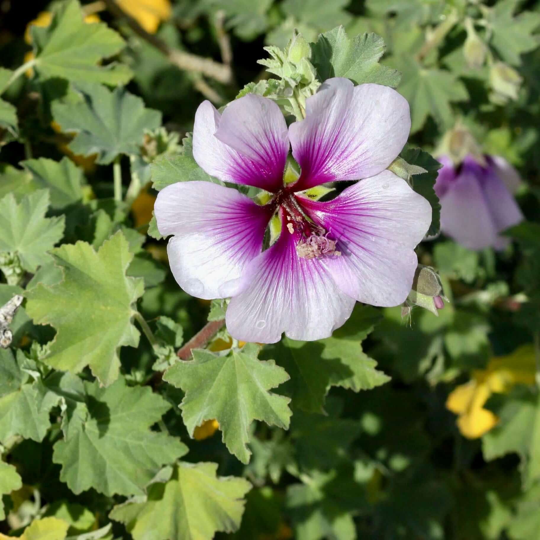 Lavatera maritima