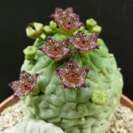 Trichocaulon_simile_25873_l
