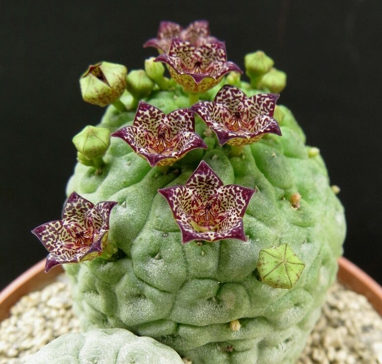 Trichocaulon