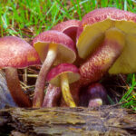 Tricholomopsis_rutilans(mgw-02)