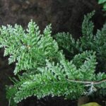 Trichomanes_speciosum-sporofyt