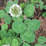 Trifolium_repens_-_white_clover_on_way_from_Govindghat_to_Gangria_at_Valley_of_Flowers_National_Park_-_during_LGFC_-_VOF_2019_(1)