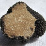Tuber_aestivum_Valnerina_018