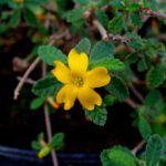 Turnera_diffusa_var._aphrodisiaca_002