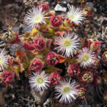 Kosmatec krystalový Unk_desert_flower_2