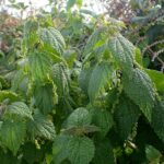 Urtica_morifolia_kz2