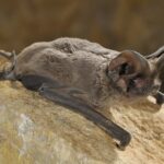 Vilda_49416_Rollin_Verlinde__European_free_tailed_bat-1160×767