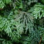 WP2-Hymenophyllum-Exkursion_nach_Berdorf_(Luxemburgexkursion)_011