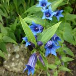 Willow_gentian