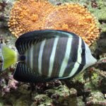 Zebrasoma_veliferum_Prague_2011_1