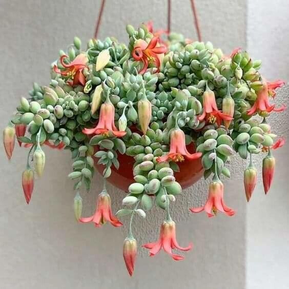 Cotyledon