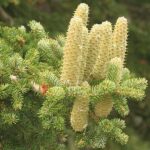 abiescephalonherb1