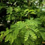 Akácie senegalská acacia_senegal