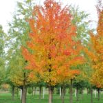 acer_saccharinum_5