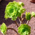 aeonium_holochrysum1