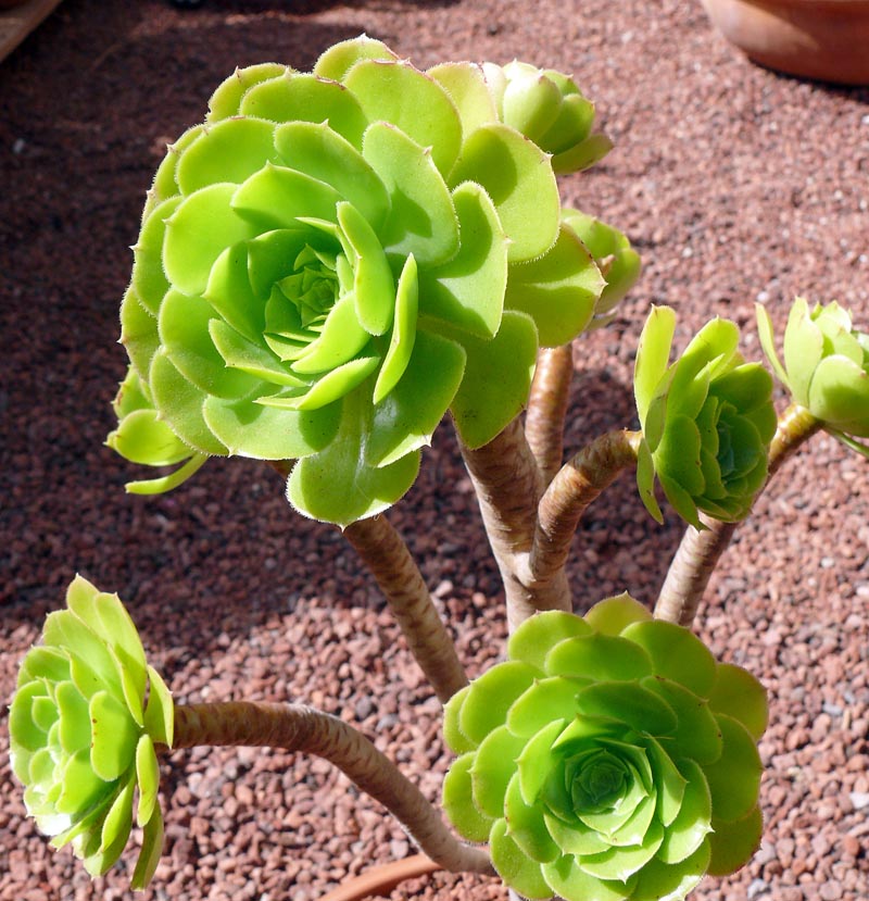 Aeonium zlatožluté