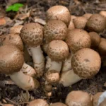 agaricus-bohusii-one-most-attractive-600nw-2355543091.jpg