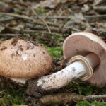 agaricus-sylvaticus-2