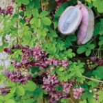 akebia-quinata-chocolate-vine