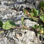 alixalpinaherb1