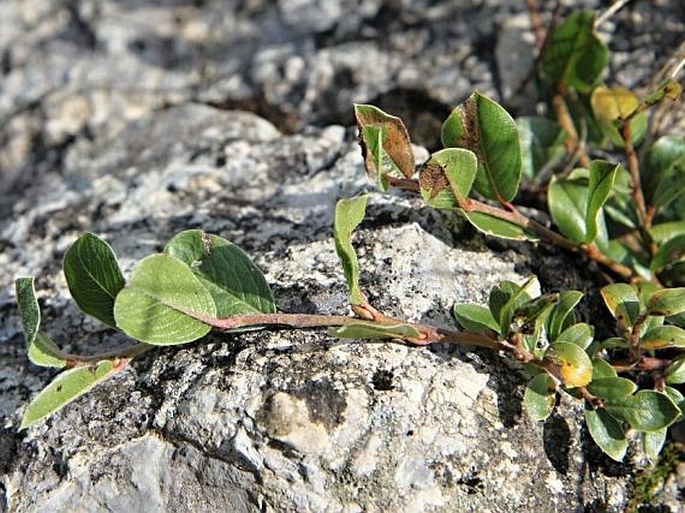 Vrba alpská