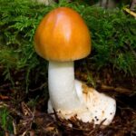 amanita-fulva1