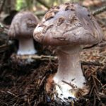 amanitaporphyriaherb1