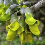 anagyrisfoetidaherb3