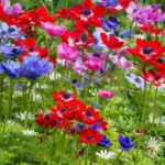 anemone-de-caen-1.jpg