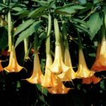 angels-trumpet-brugmansia-aurea-philippe-psailascience-photo-library