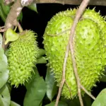 annona-muricata-18322542.jpg
