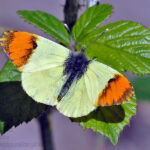 anthocharis_euphenoides_pi0480