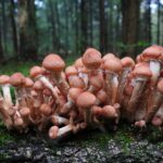 armillaria-ostoyae_1