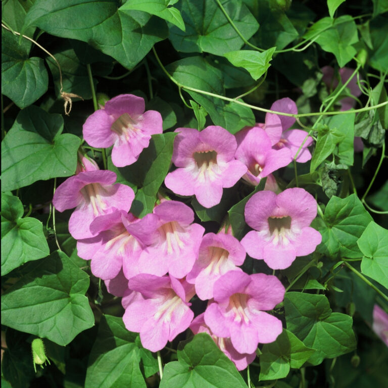 asarina-pnouci-mystic-rose-asarina-scandens-prodej-semen-20-ks.jpg