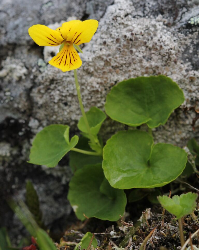 Violka dvoukvětá (Viola biflora)