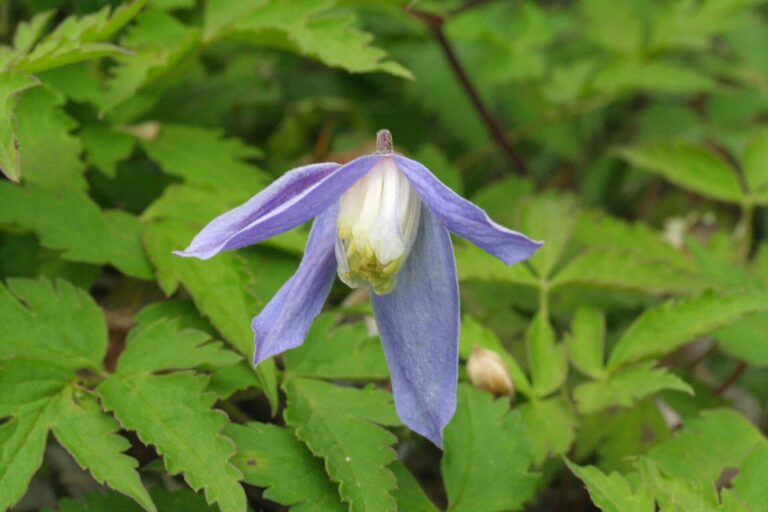 Plamének alpský (Clematis alpina)