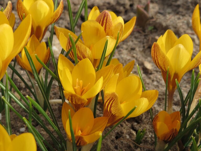 Šafrán zlatý (Crocus chrysanthus)