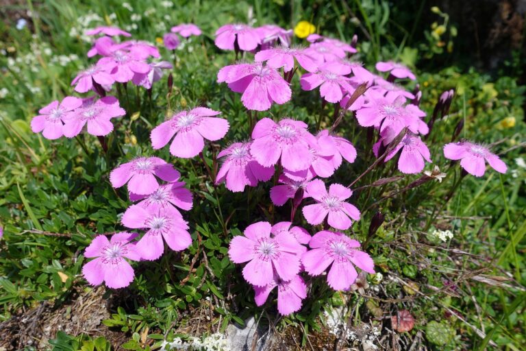 Hvozdík alpský (Dianthus alpinus)