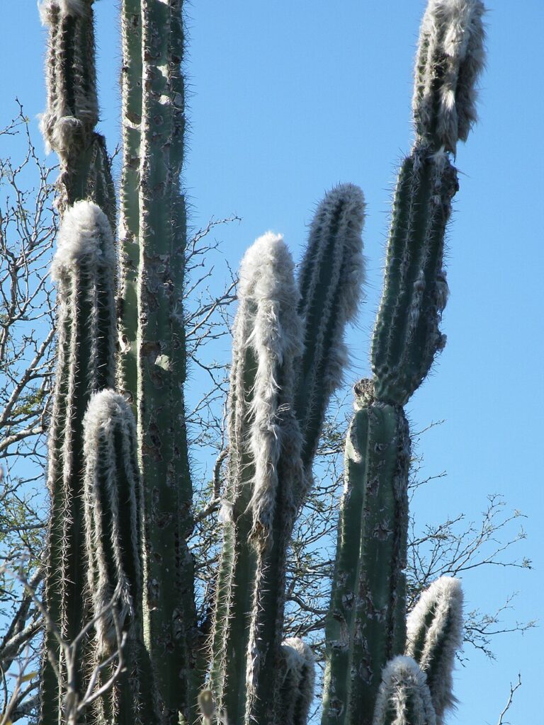 Pilosocereus palmeri