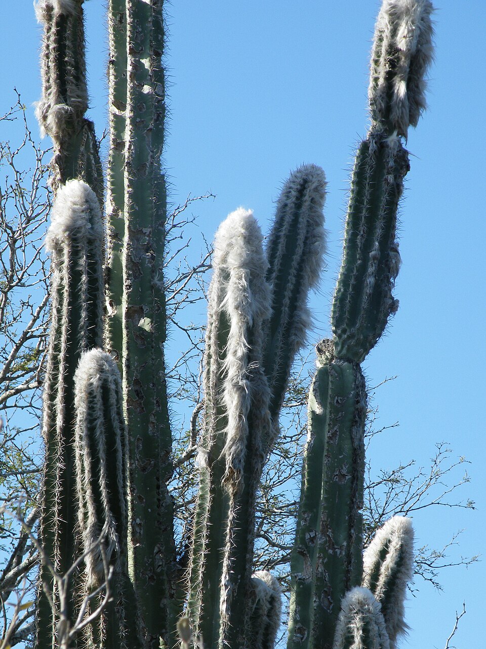 Pilosocereus palmeri