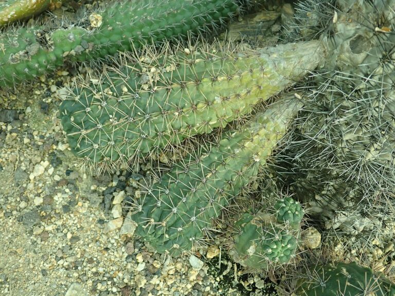 Gymnocalycium gibbosum