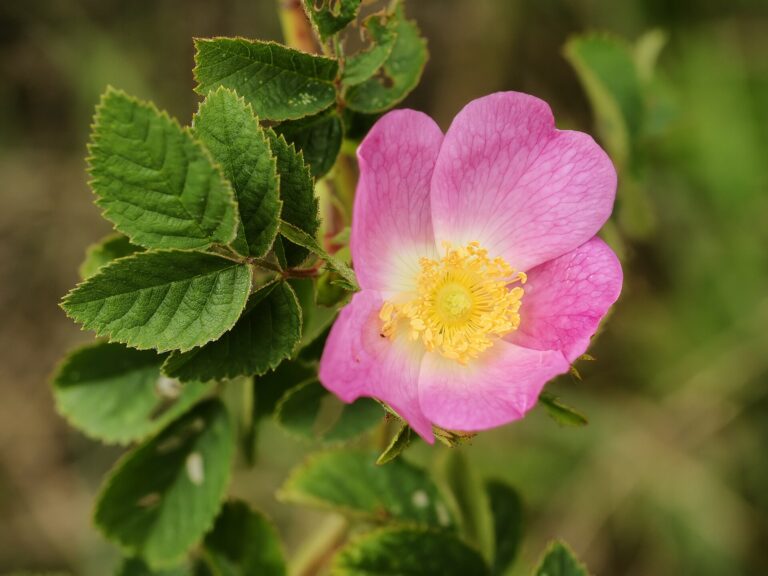 Růže plstnatá Růže plstnatá (Rosa tomentosa)