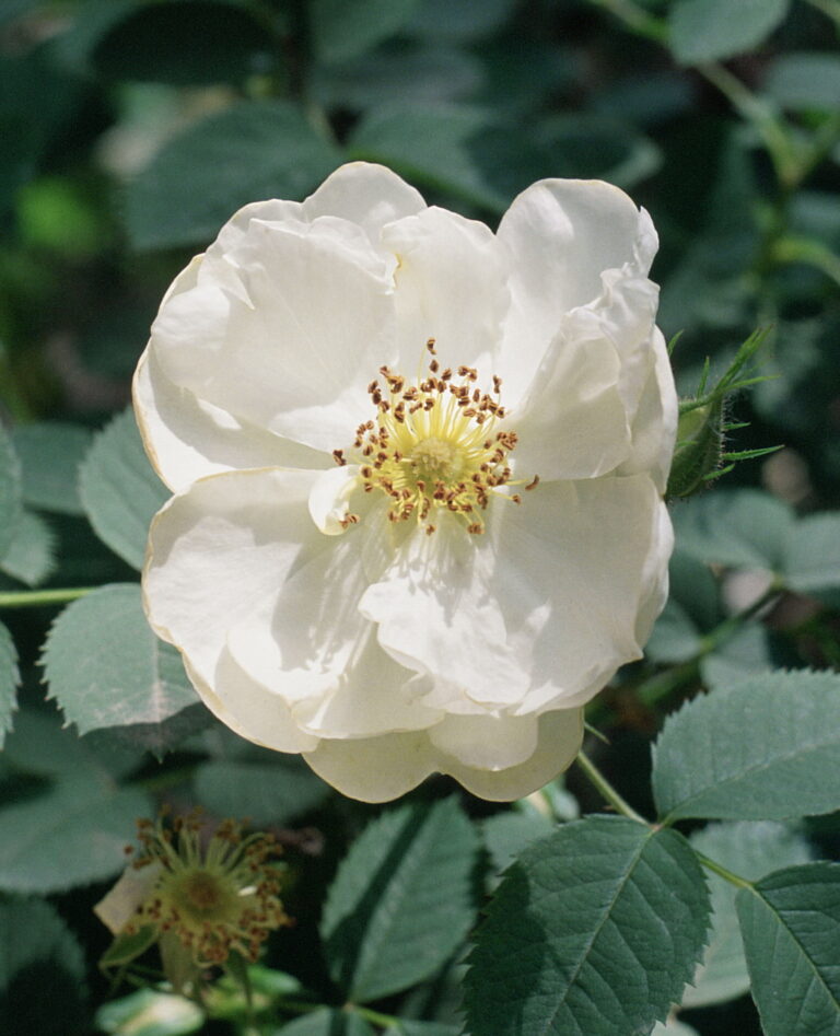 Růže bílá (Rosa × alba)