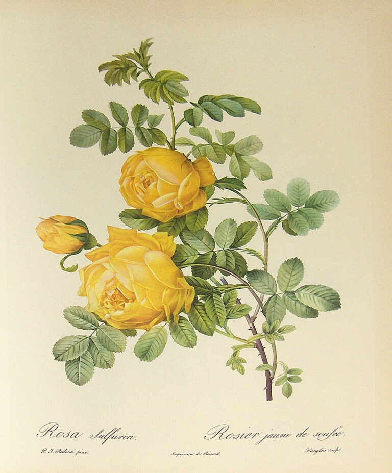 Růže sírová (Rosa hemisphaerica)