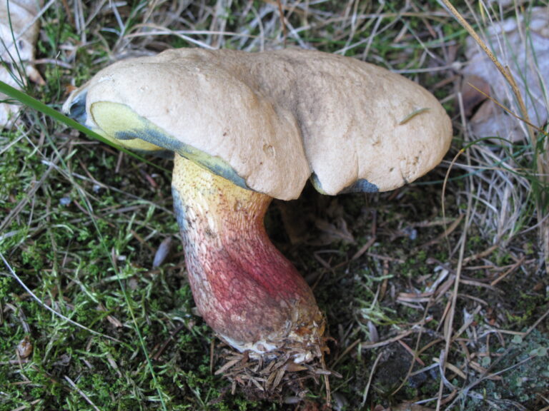 Hřib kříšť (Caloboletus calopus)